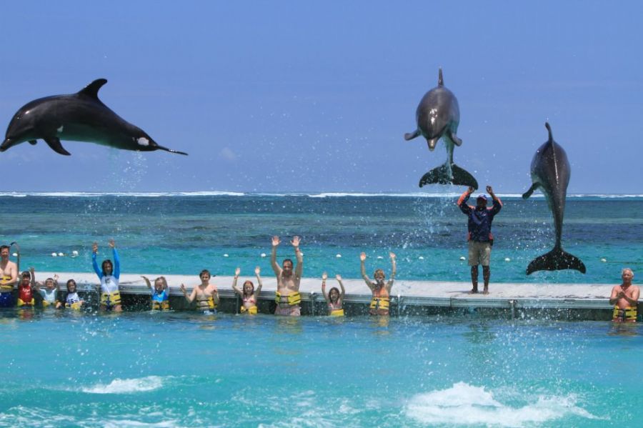 delfines dolphin punta cana iway sys excursiones dophins