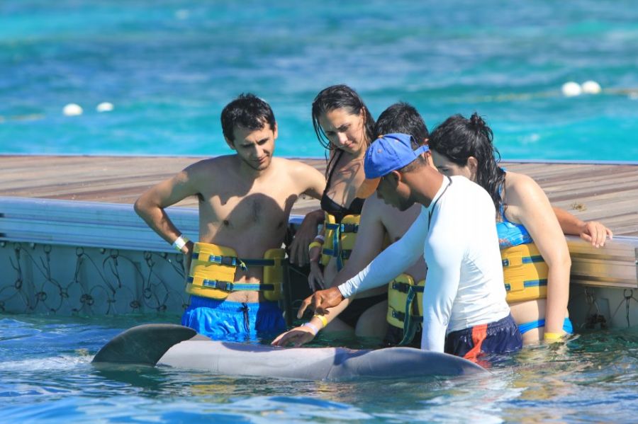 delfines dolphin punta cana iway sys excursiones dophins