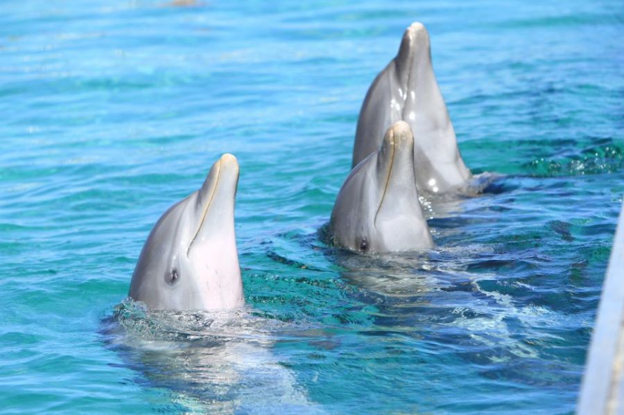 delfines dolphin punta cana iway sys excursiones dophins