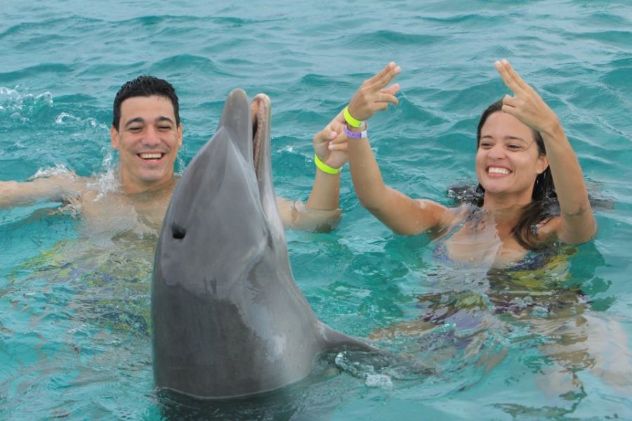 delfines dolphin punta cana iway sys excursiones dophins