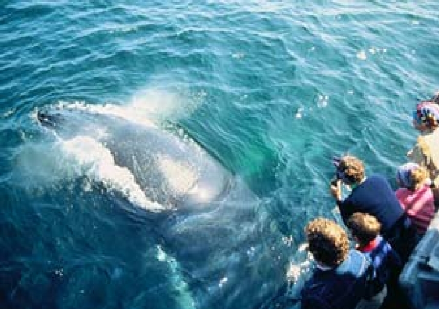 samana desde punta cana con iway sys avistamiento de ballenas