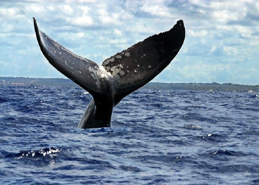 SAMANA BALLENAS IWAY EXCURISONES