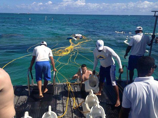 delfines dolphin punta cana iway sys excursiones dophins seaquarium