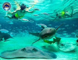 delfines dolphin punta cana iway sys excursiones dophins