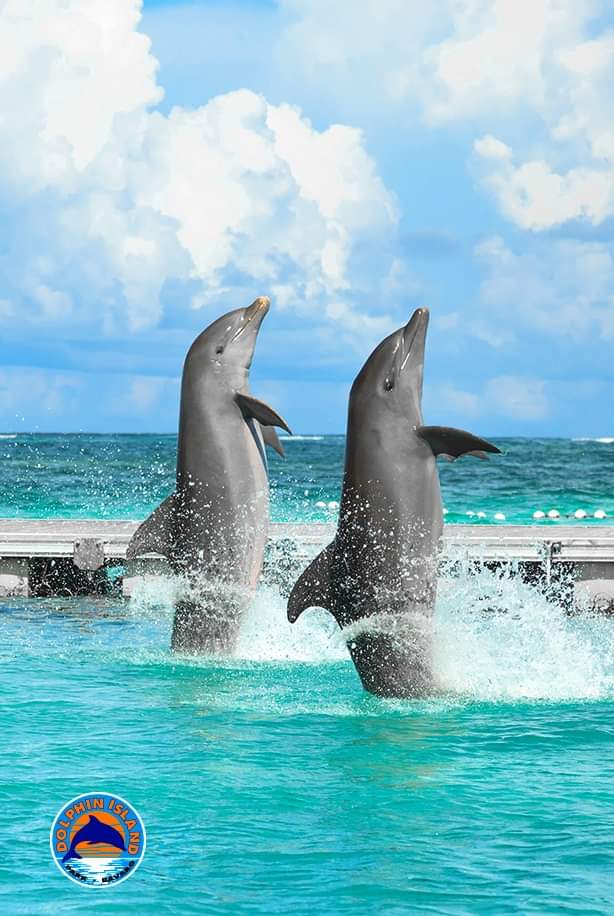 delfines dolphin punta cana iway sys