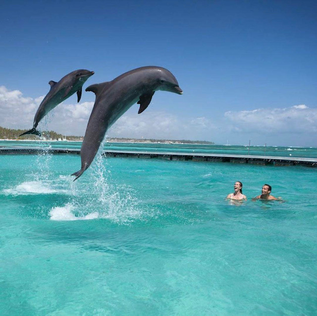 delfines dolphin punta cana iway sys excursiones dophins